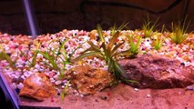 Melting on Aquatic Stem Plants in the Planted Aquarium WNS