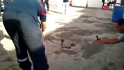 algerie un Cobra capturee par les pompiers a Biskra
