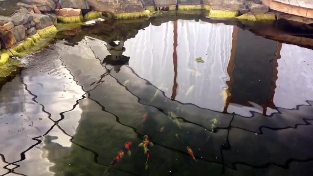 KOI WINTER BELOW ZERO, Koi Whisperer Keeps Koi Safe