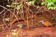 Refugio Nacional de Vida Silvestre Caño Negro