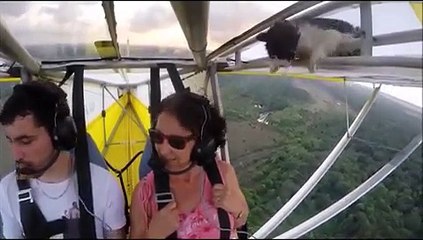 YouTube: Gato aparece en cabina de avión en pleno vuelo