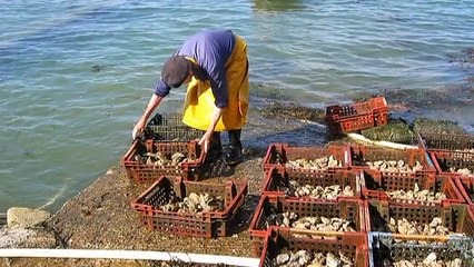 Rups van de Plakker (Lymantria dispar)