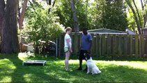 Feral Dog Aggression Rehab starring Rose | Majors Academy Dog Training and Rehabilitation
