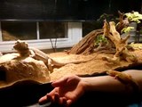 Bearded Dragon getting pissed off