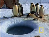 Emperor Penguins Feeding - McMurdo Sound