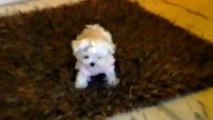 Malteserwelpen Malteser Welpe weißer kleiner Hund unsere kleine Joys Einzug bei Hubert & Matthias