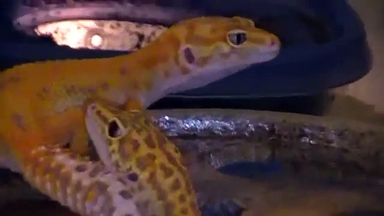 Leopard Gecko Feeding