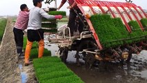 Amazing Rice Cultivation