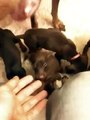 7 week old nkc red rust doberman pinschers