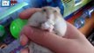Cute Hamsters - Tiny Hamsters Eating On Their Backs Compilation