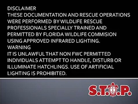 6th Grade Students Rescue 94 Sea Turtle Hatchlings in Rain from Illegal Lighting