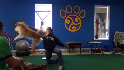 Disc Dog Vault Foundation - Getting Started