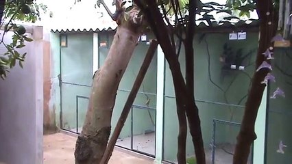 Meus Viveiros de Trinca Ferro