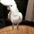 Parrot dancing on gungnum Style - Funny Animal Video