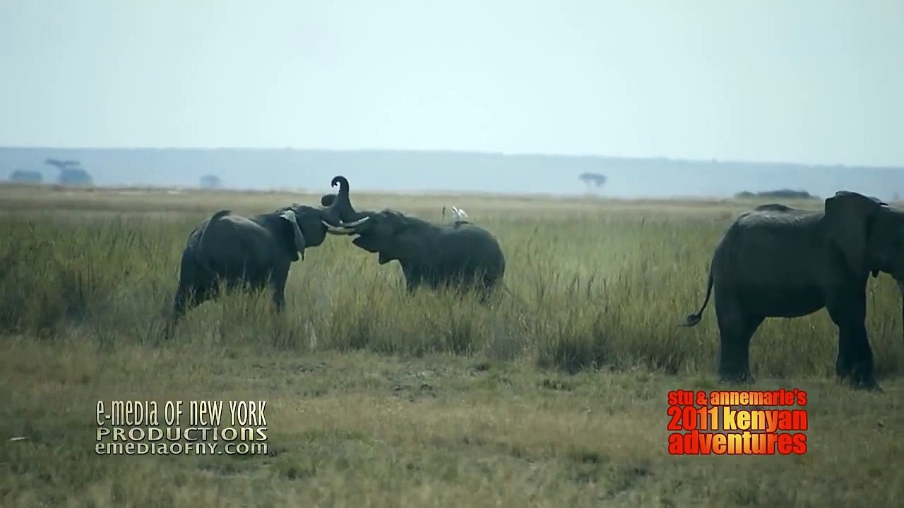 Elephants Fighting