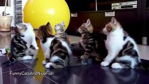 Funny Videos - Funny Cats - Funny Pranks - Funny Animals Videos - Funny Dogs 2015 -