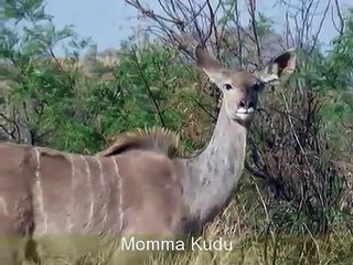 South Africa Wild Animals 2010