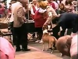 Best of Breed AmStaff judging Fort Myers, Florida 1996