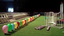 Dog bursts 54 balloons in 3.3 seconds : World Record