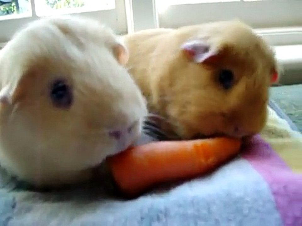 The Ultimate Carrot Showdown