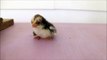 Adorable Newborn Baby Chick Wants To Be Held