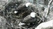 NCTC Bald Eagles Shepherdstown West Virginia 01/19/11 funny nestorations