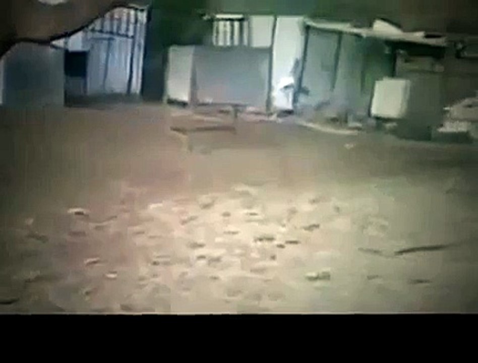 CRAZY SHEEP ATTACKS CAMEL Funny Animal Videos