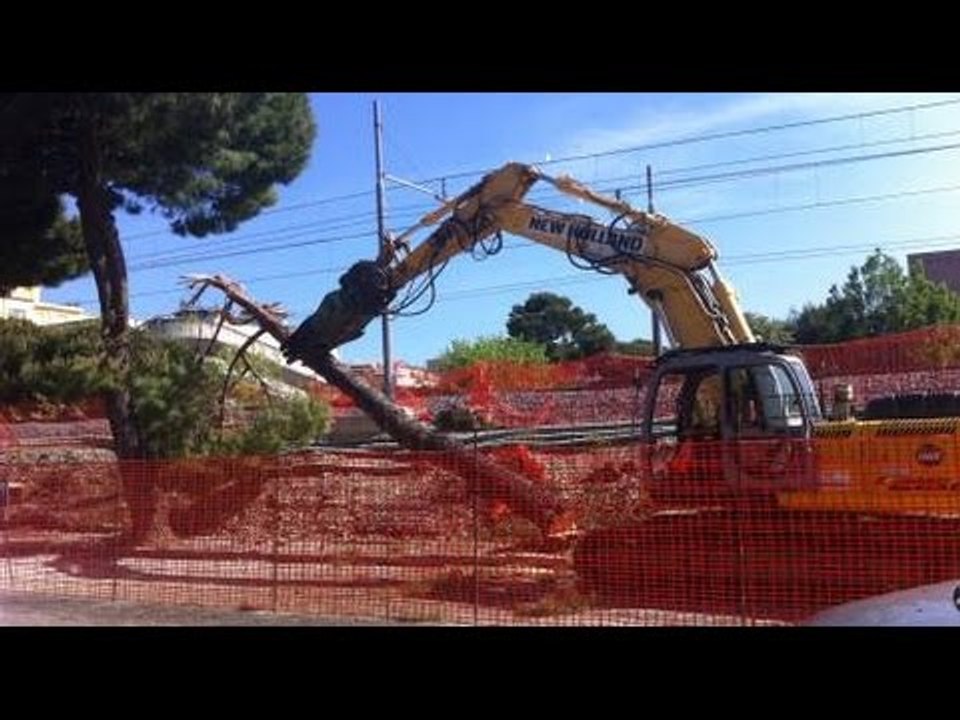"Strage" di pini al cantiere di via Rimini, continuano i lavori del Trc di Riccione