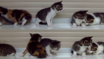 Funny Cute Kittens for Adoption