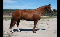 Dressage Horse-Mane Imports Dutch Warmblood Gelding/For Sale