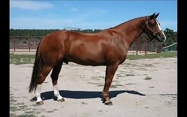 Dressage Horse-Mane Imports Dutch Warmblood Gelding/For Sale