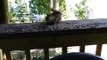 Écureuil qui mange des graines. 20 juin 2010 14:30