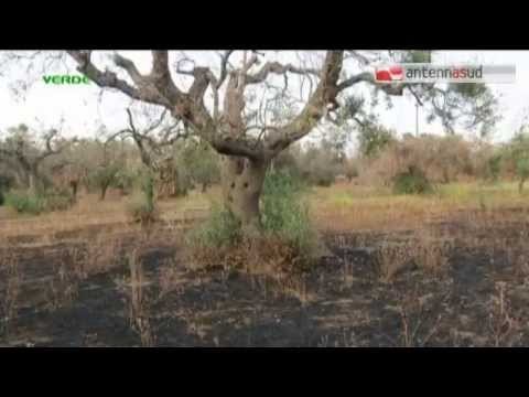 TG 19.05.15 Xylella, Silletti: Avanti col piano