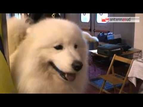 TG 11.05.15 Cani in passerella alla Fiera del Levante