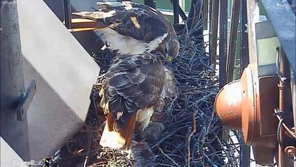 CornellRTHA Cam  'Ezra Joins the Family At Lunch!'   12:12 pm   _5.05.14_