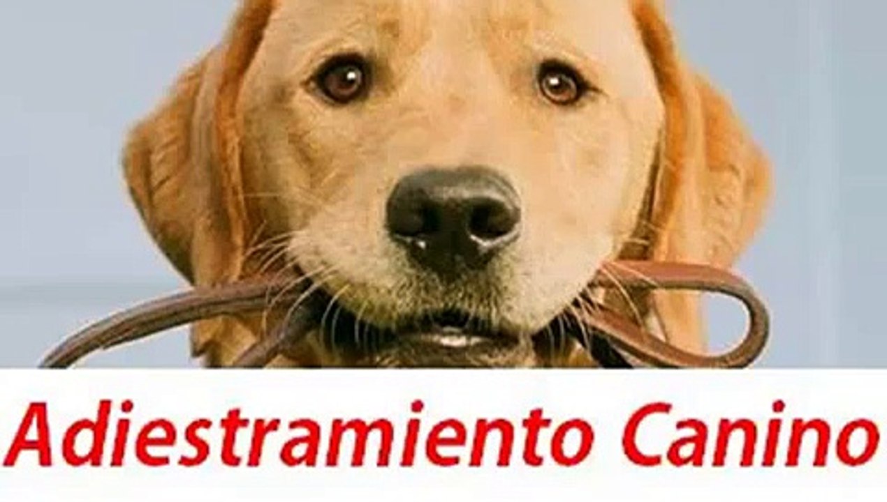 Adiestramiento canino o de perros, como enseñarle a ir al baño