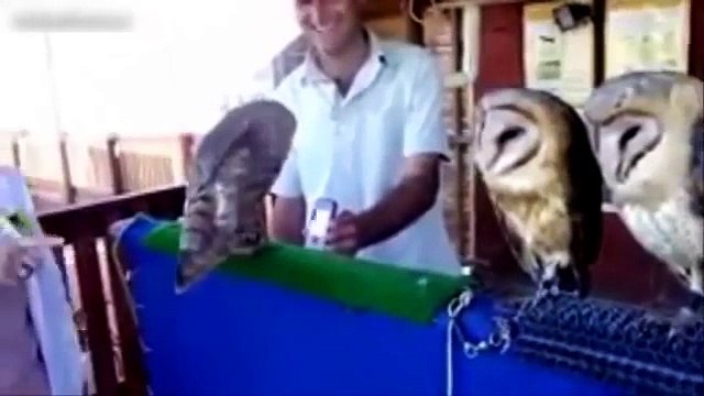 Lustige Tiere Compilation 2014 - Lustige Tiere zum Totlachen