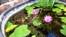Raising Water Lilies and Guppies in Outdoor Tub Water Gardens