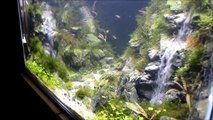 So impressive Waterfall in giant Aquarium