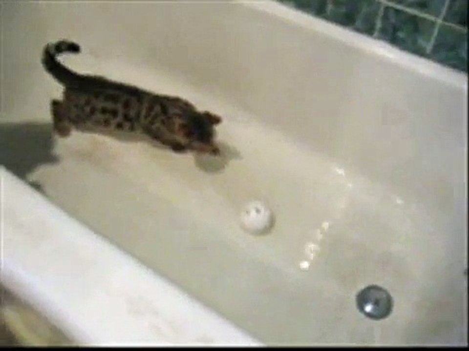 Macduff playing in the tub