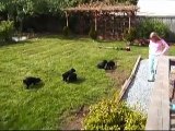 Black Russian Terrier - Getera Ochy Chyornye & pups