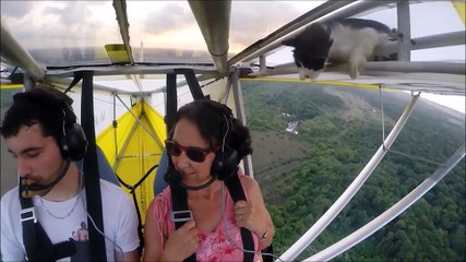 Un chat s'invite sur un ULM et le pilote le découvre en plein vol !