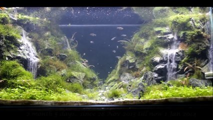 Aquarium impressionnant : chutes d'eau reconstituées