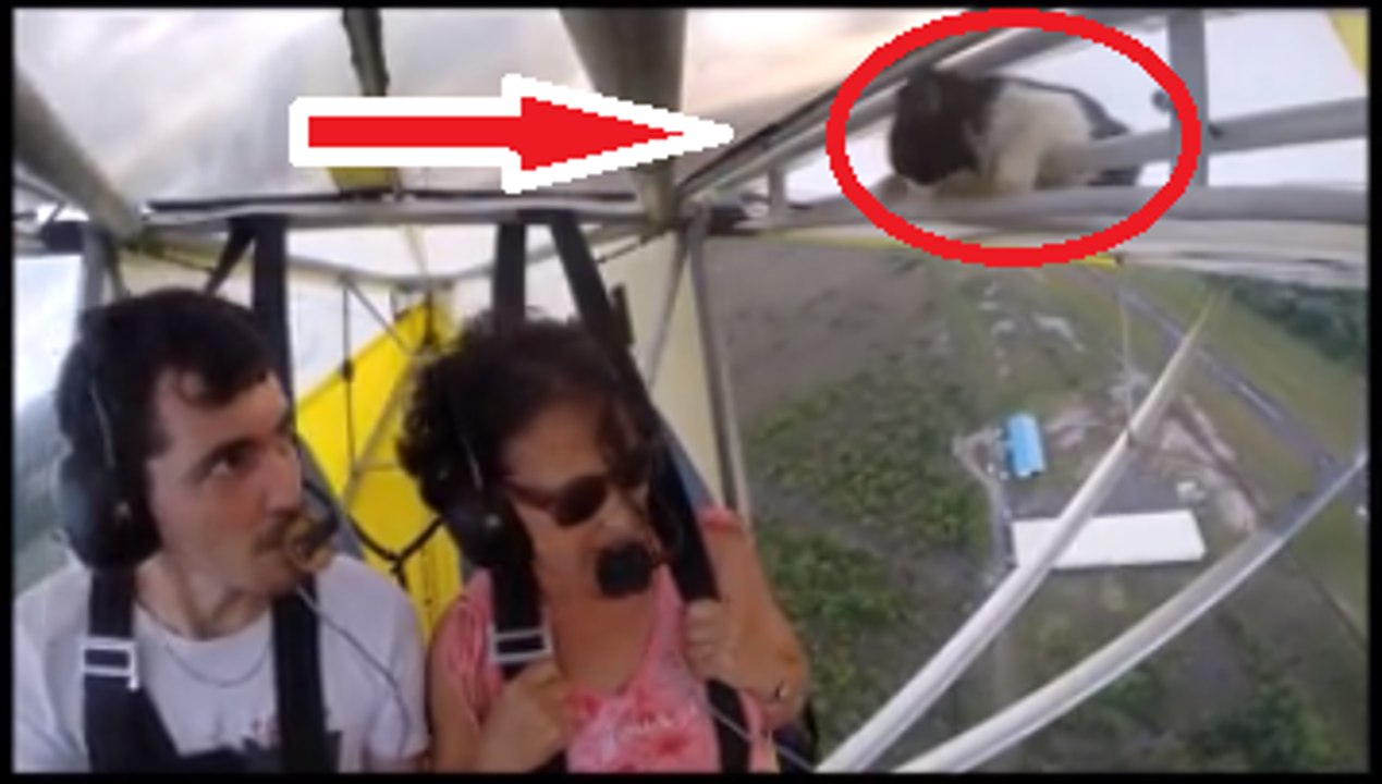 ! Always remember to remove cat before flight