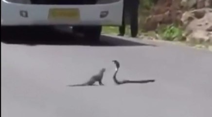 mongoose vs snake on the road very amazing fight,infoprovider