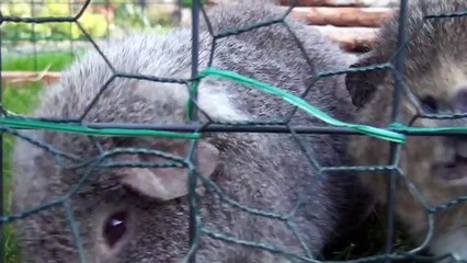 *SURPRISE!* New guinea pig hutch tour!