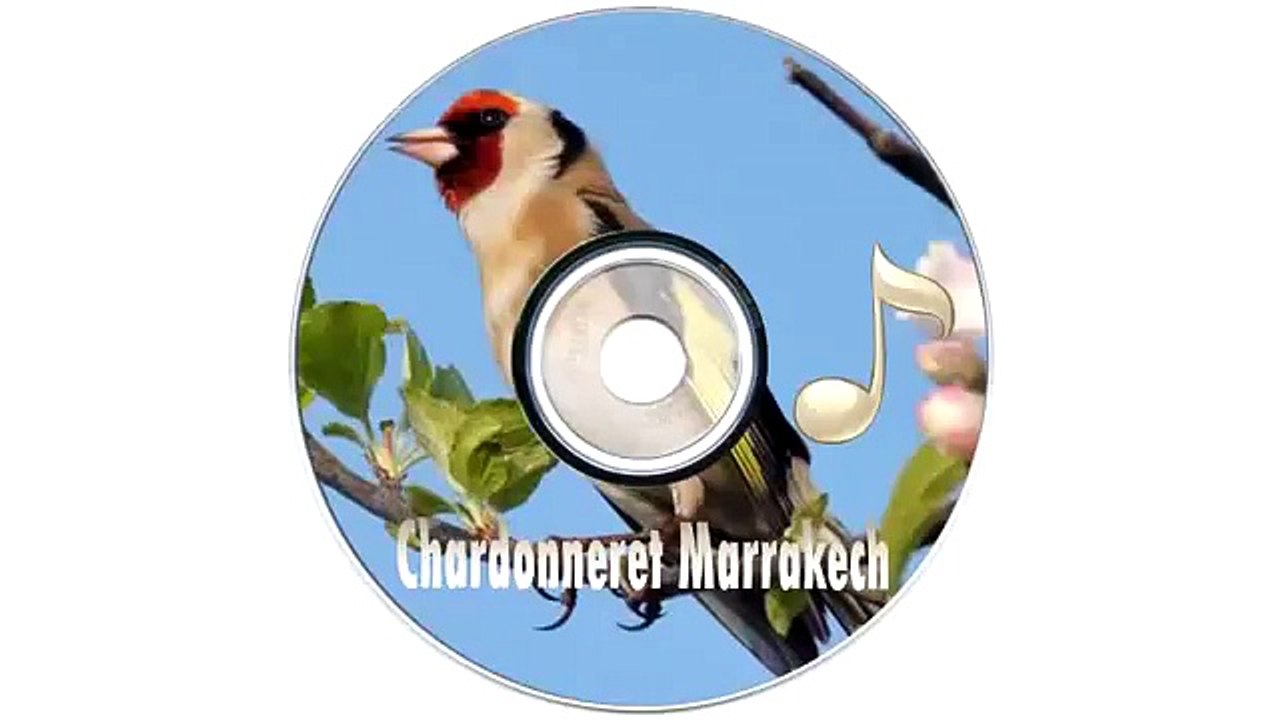 Chardonneret Marrakech - Track 02