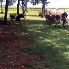 David Vs Goliath round 2