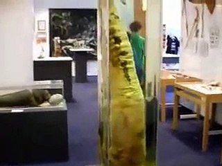 Size really DOES matter! A thorough look at the penis capital of the world...