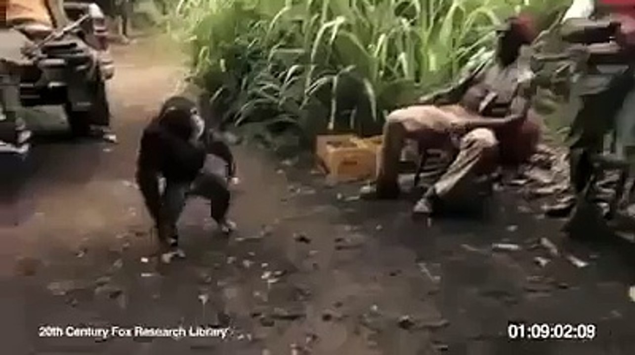 Monkey with AK-47
